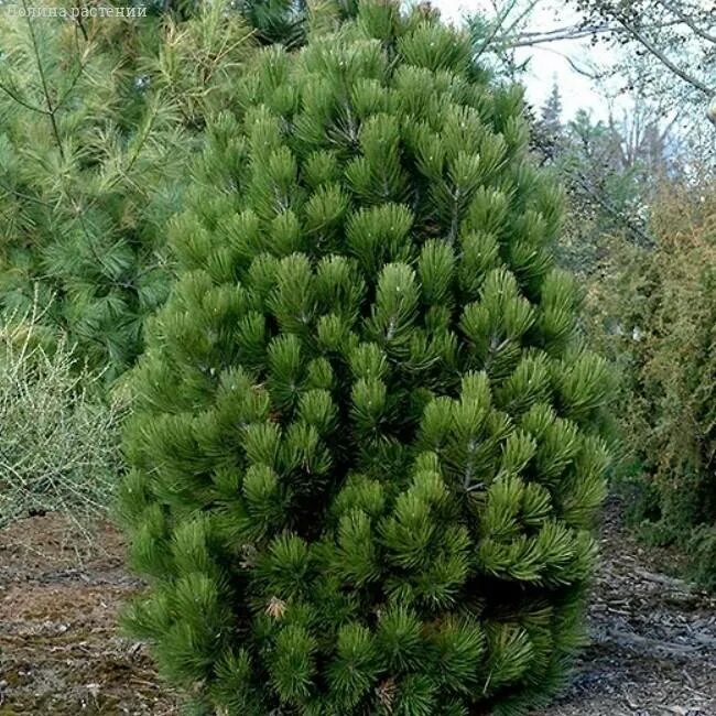 Pinus heldreichii