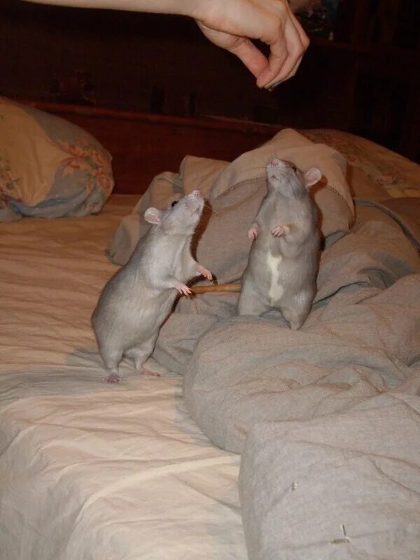 крысы ходят