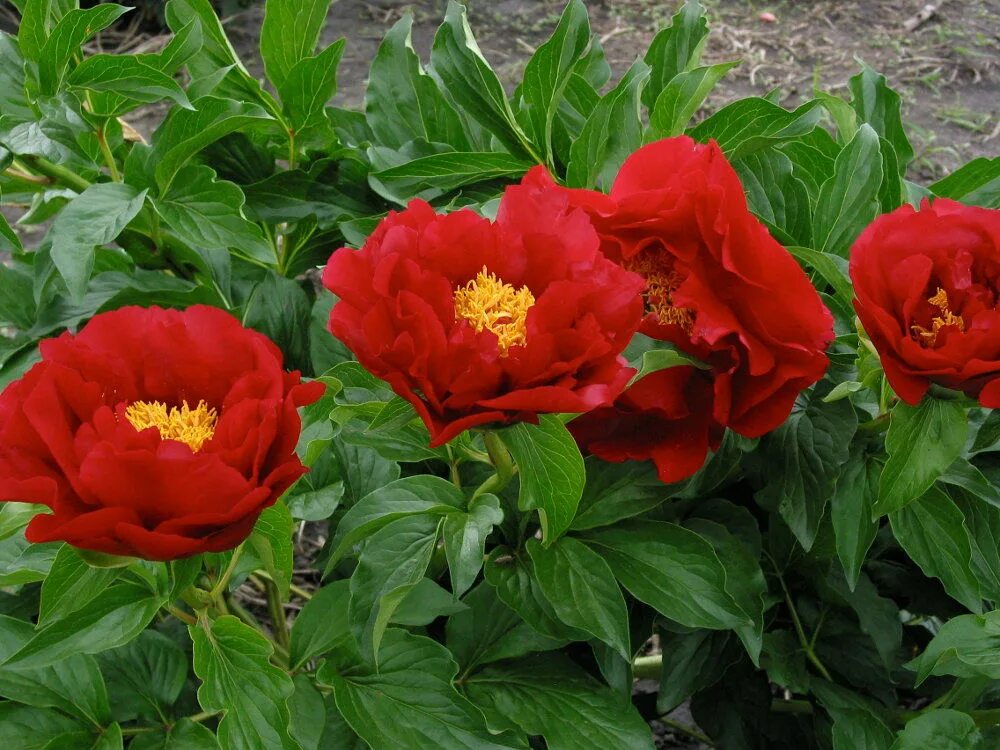 Пион молочноцветковый макинак гранд. Mackinac grand. 176 mackinac grand пион. Grand massive пион. Пион омео сноу.