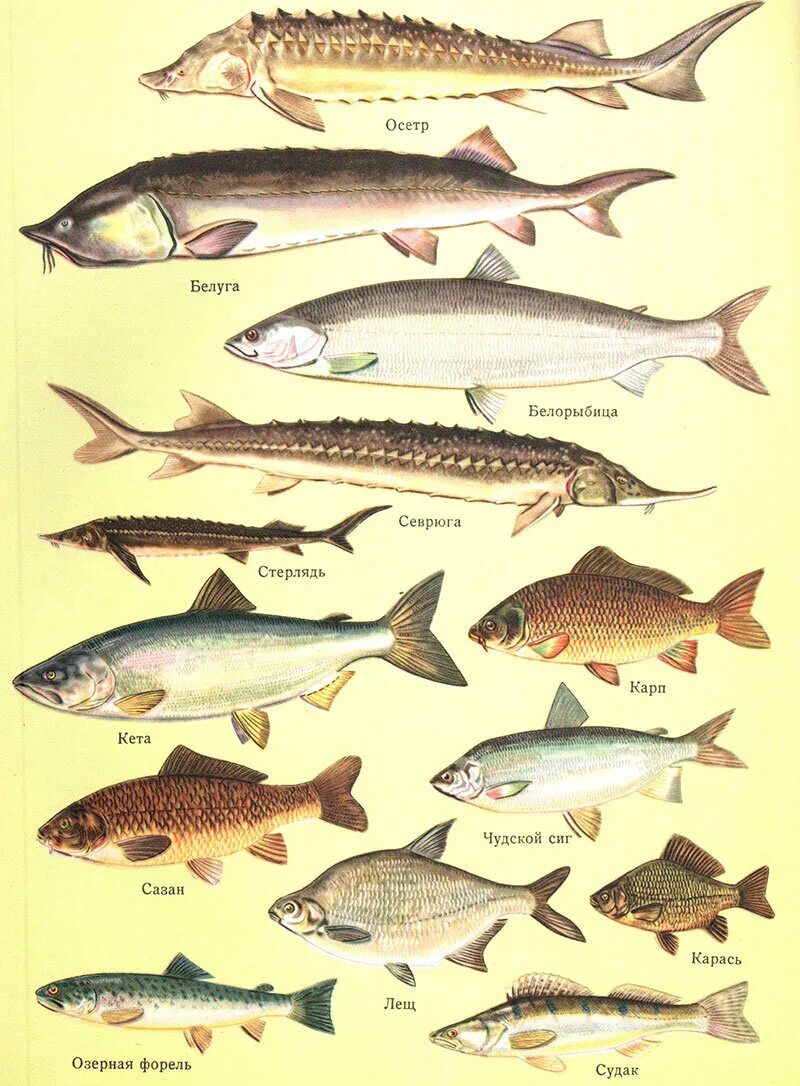 Рыба белорыбица. Озерные рыбы названия. Волжская рыба названия. Астраханская рыба.