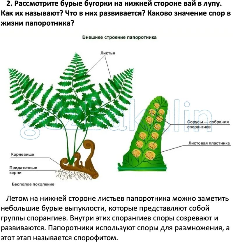 Особенности строения папоротника на примере гербарного материала Картинки СРАВНИТЕ МЕЖДУ СОБОЙ ПАПОРОТНИКИ