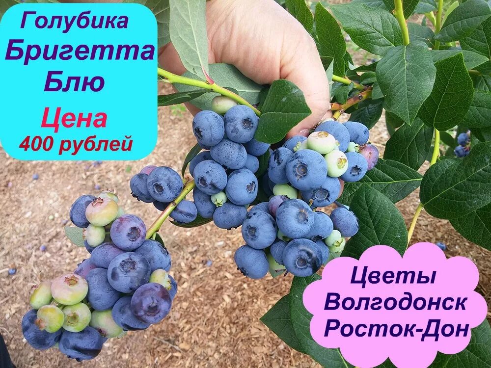Росток-питомник интернет челябинск. Челябинский питомник саженцев росток. София питомник росток дон. Питомник растений росток. Садовый центр росток.