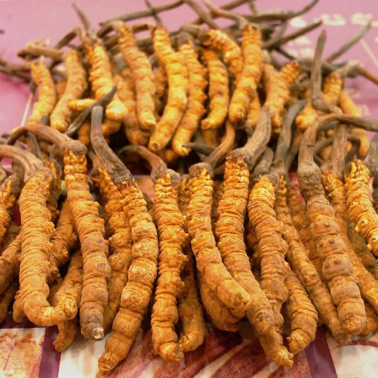 Кордицепс Синенсис гриб. Кордицепс китайский гриб. Tibet Cordyceps. Офиокордицепс Синенсис. Кордицепс москва