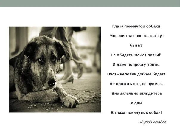 Трогательные стихи про собаку. Стих про собаку. стих про собаку до слез. стих про брошенную собаку. стих про дворнягу.