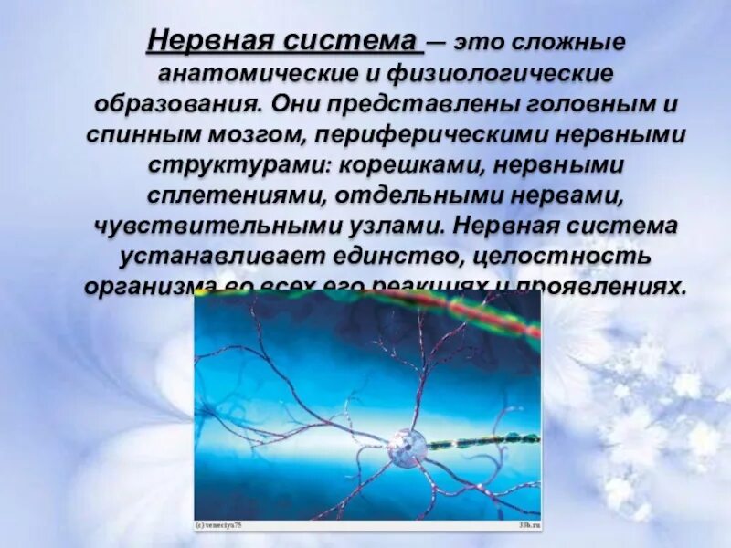 Дайте определение нервной системе. Нервная система. Нервная система определение. Дайте определение нервной системы;. Нервная система краткое определение.