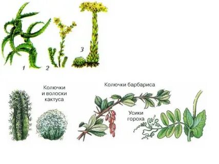 Горох колючки