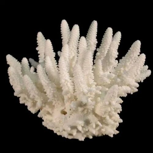 Coral 12. Натуральный коралл. Кораллы декоративные. Кораллы для аквариума натуральные. Скелет коралла.