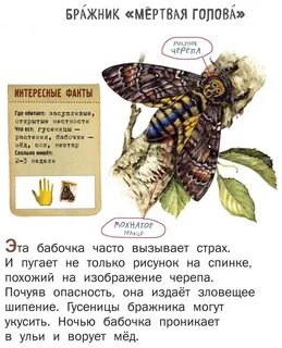 Чем опасен бражник