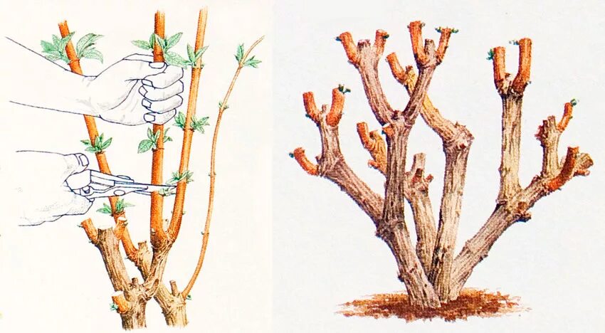 Как правильно обрезать древовидную. Обрезка метельчатой гортензии весной. Омолаживание гортензии метельчатой. Формировка гортензии метельчатой. Обрезка метельчатой гортензии осенью.
