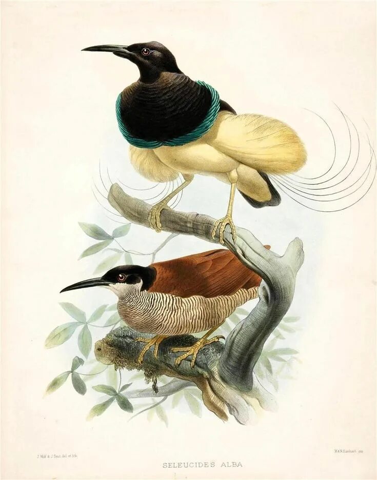 ) {детская энциклопедия} /росмэн/. Росмэн атлас птиц россии. Дополнительная литература про птиц. Детская энциклопедия. Мудрая ворона.