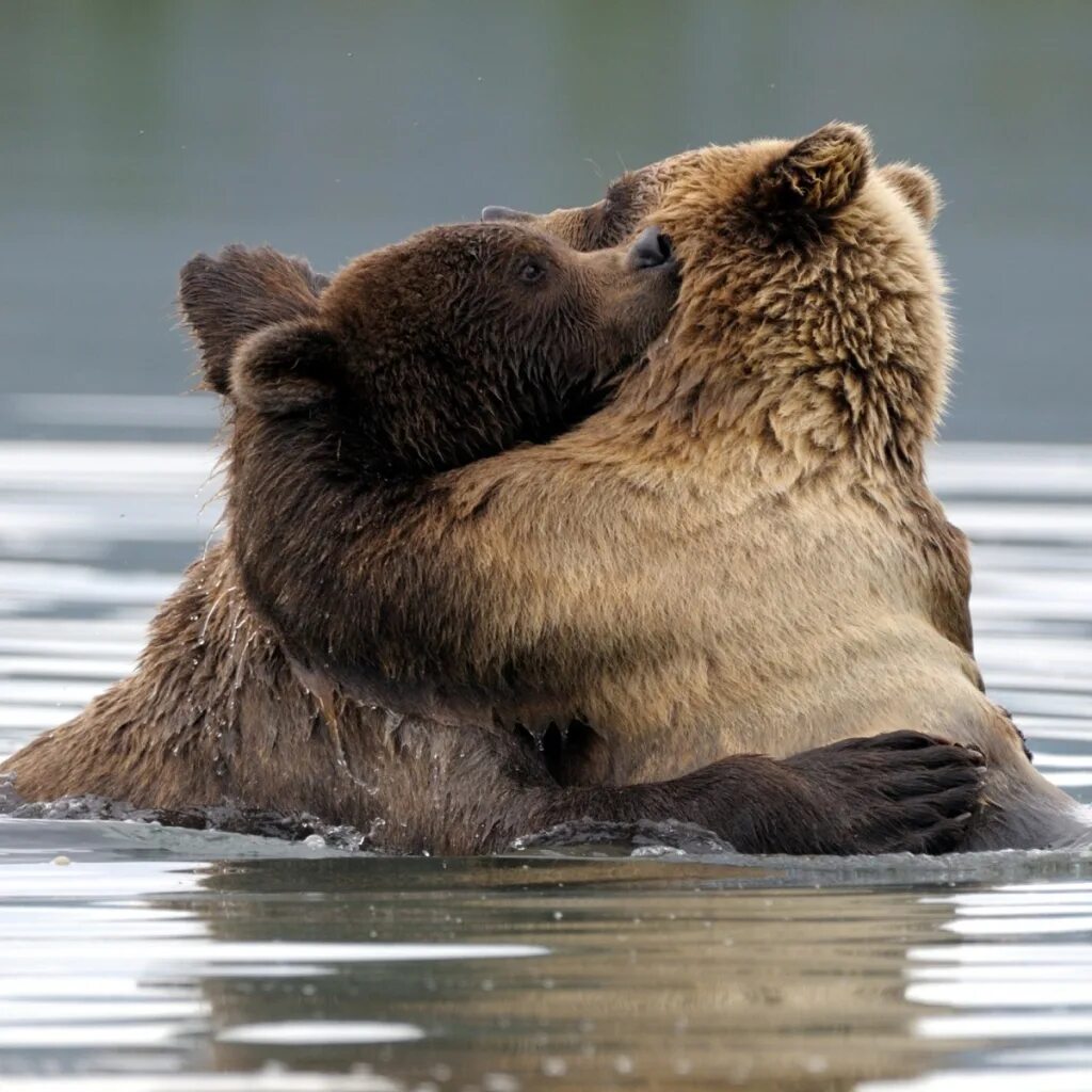 Bear hug. Фотограф и животные. Мишки обнимашки. Bear hug. Hug картинка для детей.