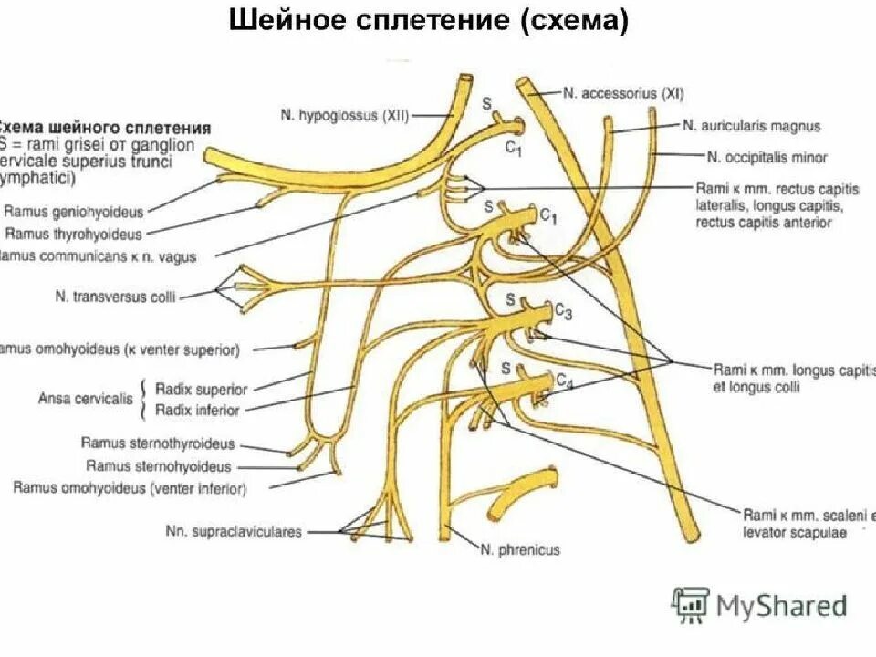 Схема формирования шейной петли. Шейное сплетение схема иннервация. Шейное сплетение спинномозговых нервов схема. Поверхностная шейная петля. Нервная система латынь