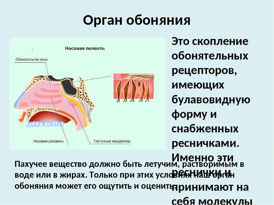 Обоняние какой орган. Рецепторы обоняния таблица. Строение органа обоняния. Строение органов обоняния и вкуса. Рецепторы органа обоняния.