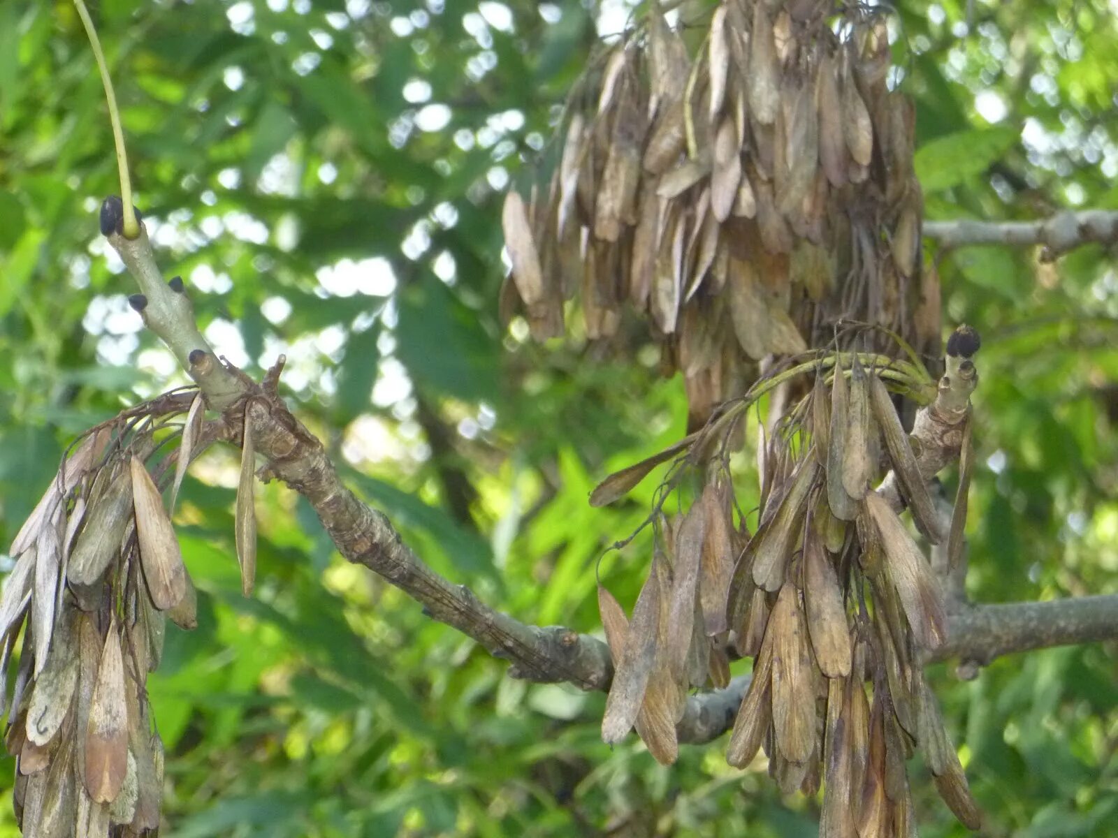 ясень шерстистый ясень зибольда. болотный ясень. болотный ясень. пелионский ясень. Ash fraxinus.