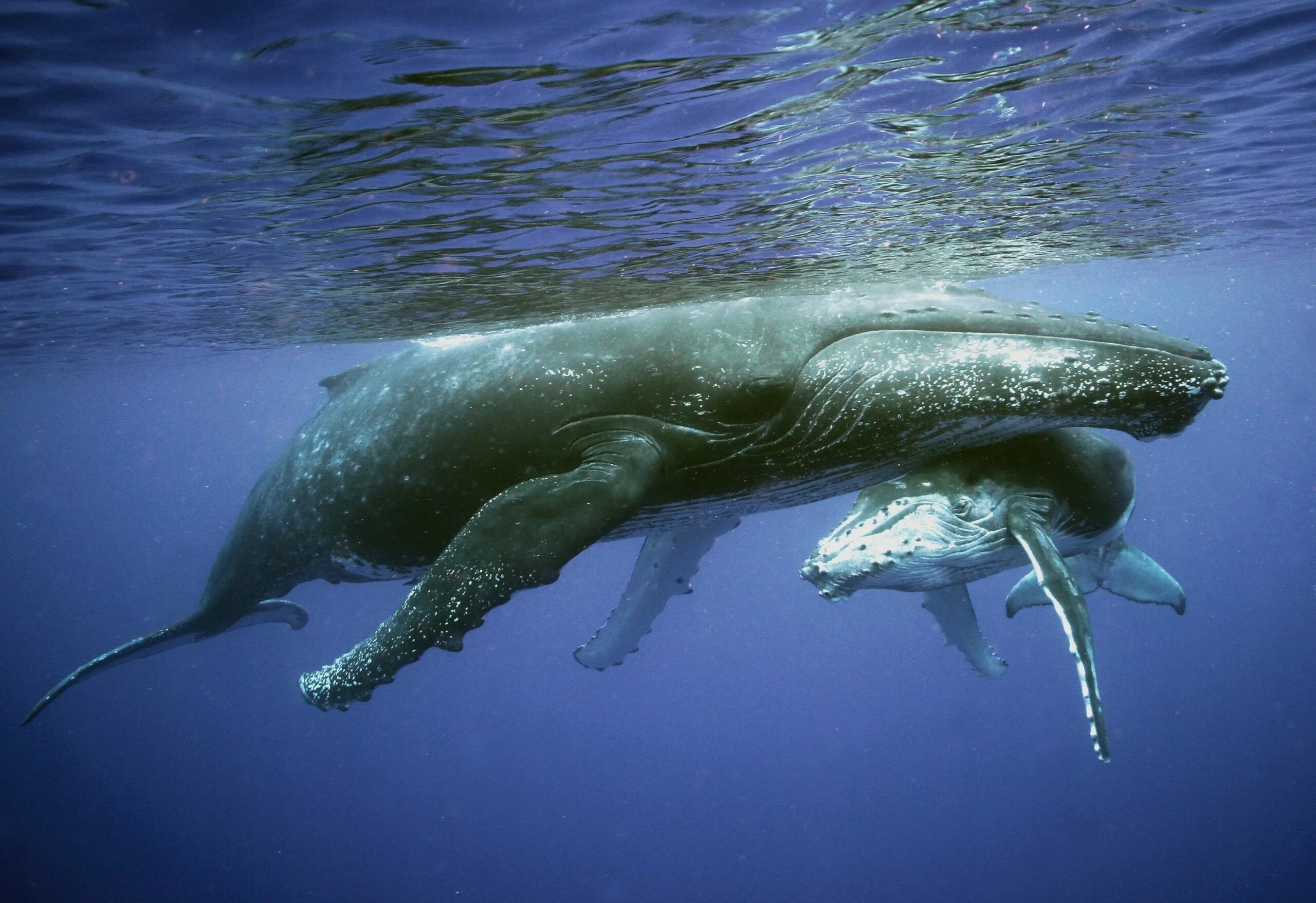 Кит самое большое млекопитающее. Кит млекопитающее. Млекопитающие морские животные кит. Горбатый кит с детенышем. Горбатый кит.