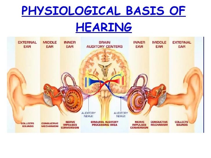 Бинарный слух. Hearing Physiology. Physiological. Physiological basis of attention. Hear system