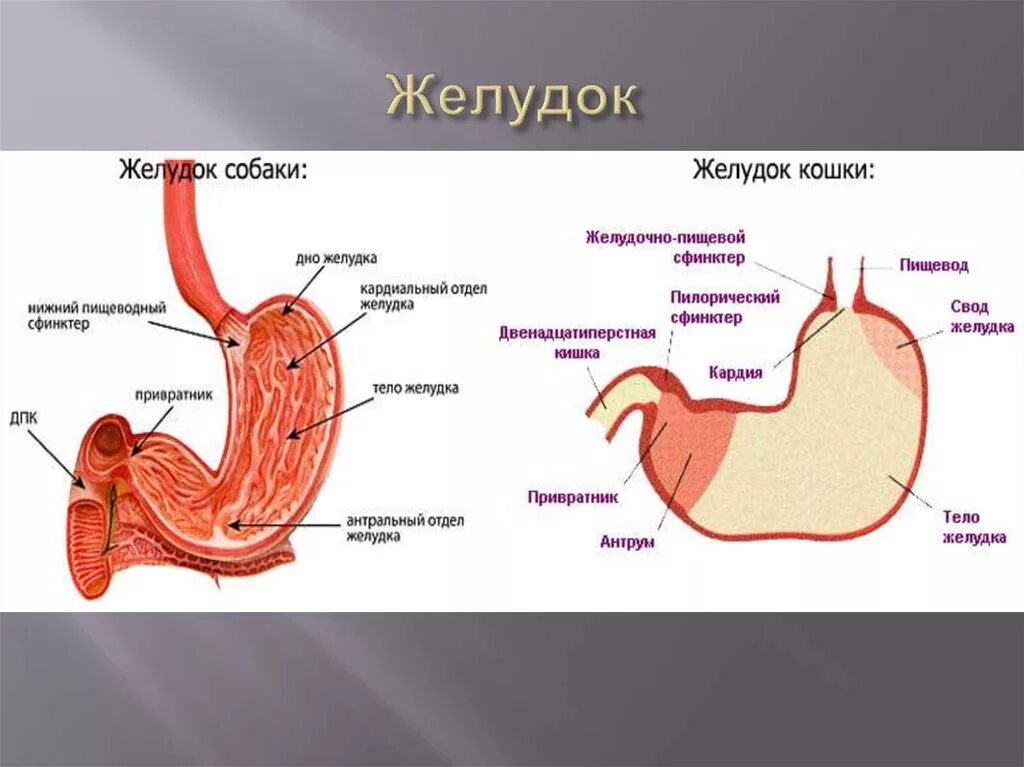 Строение желудка вид спереди. Антральный отдел желудка анатомия человека. Строение желудка собаки анатомия. Внешнее строение желудка анатомия.