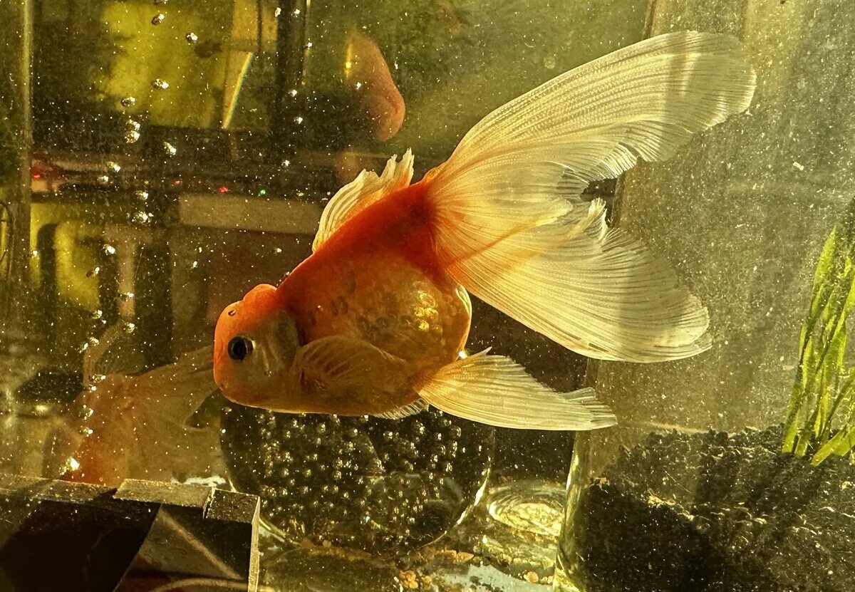 Девушка рыбка. Видеть во сне золотую рыбку. Во сне видеть золотую рыбу. Веерохвост золотая рыбка. Рыбки на белом фоне.