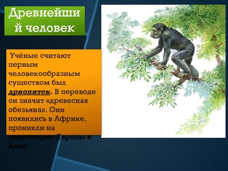 Адаптации приматов к древесному образу