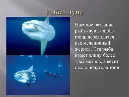 Рыба имя человека загадка