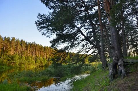 Река медведица тверская область