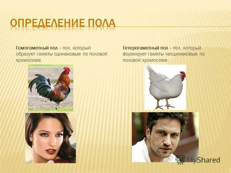 канарейка гетерогаметный пол. гетерогаметный пол у птиц. типы хромосомного определения пола. дрозофилы генетика гомогаметный пол. канарейка гетерогаметный пол.