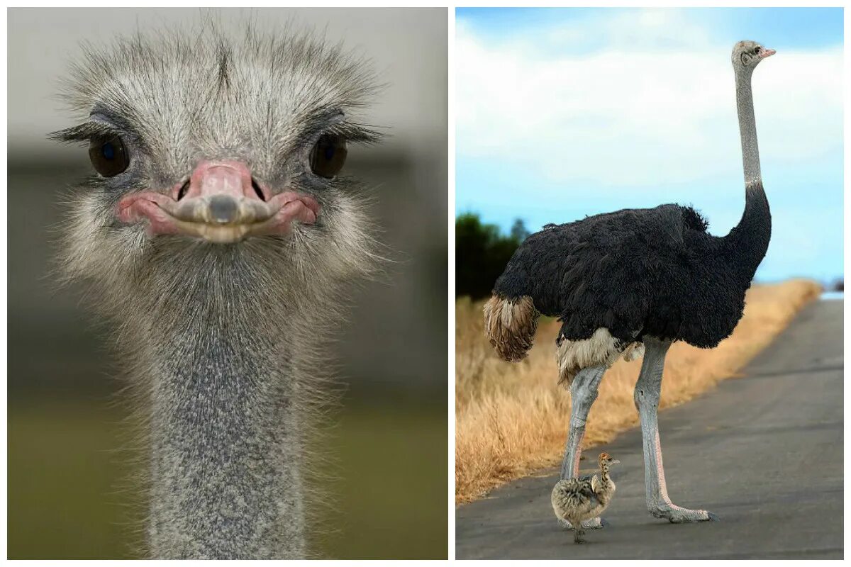 Африканский страус рост. Африканский страус самая большая птица в мире. Африканский страус строение клюва. Страус самая большая.