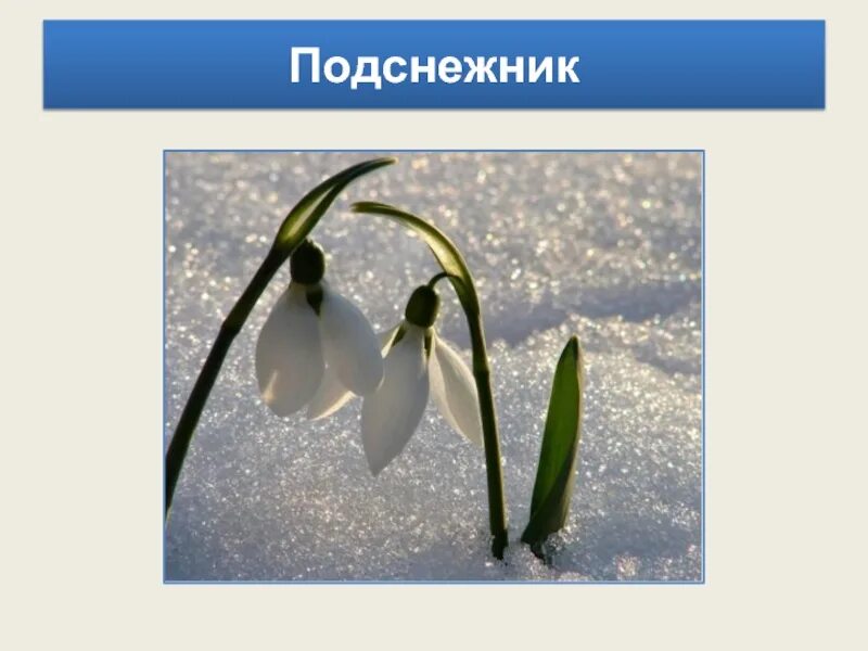 Что означает подснежник. Подснежник надпись. подснежники ненастоящие. подснежник один. подснежник слайд.
