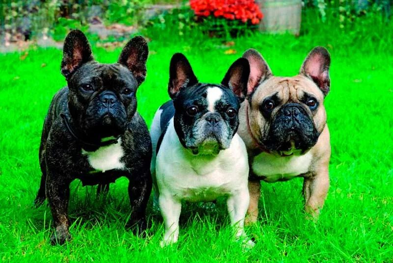 Туристы во франции. Франция люди. Париж обои. Французский многие. Французский бульдог стандарт.