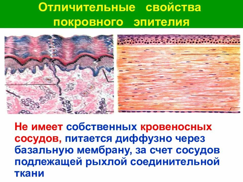 Какая ткань содержит сосуды. Покровный эпителий и базальная мембрана. эпителий выстилающий сосуды. эпителиальная ткань базальная мембрана.