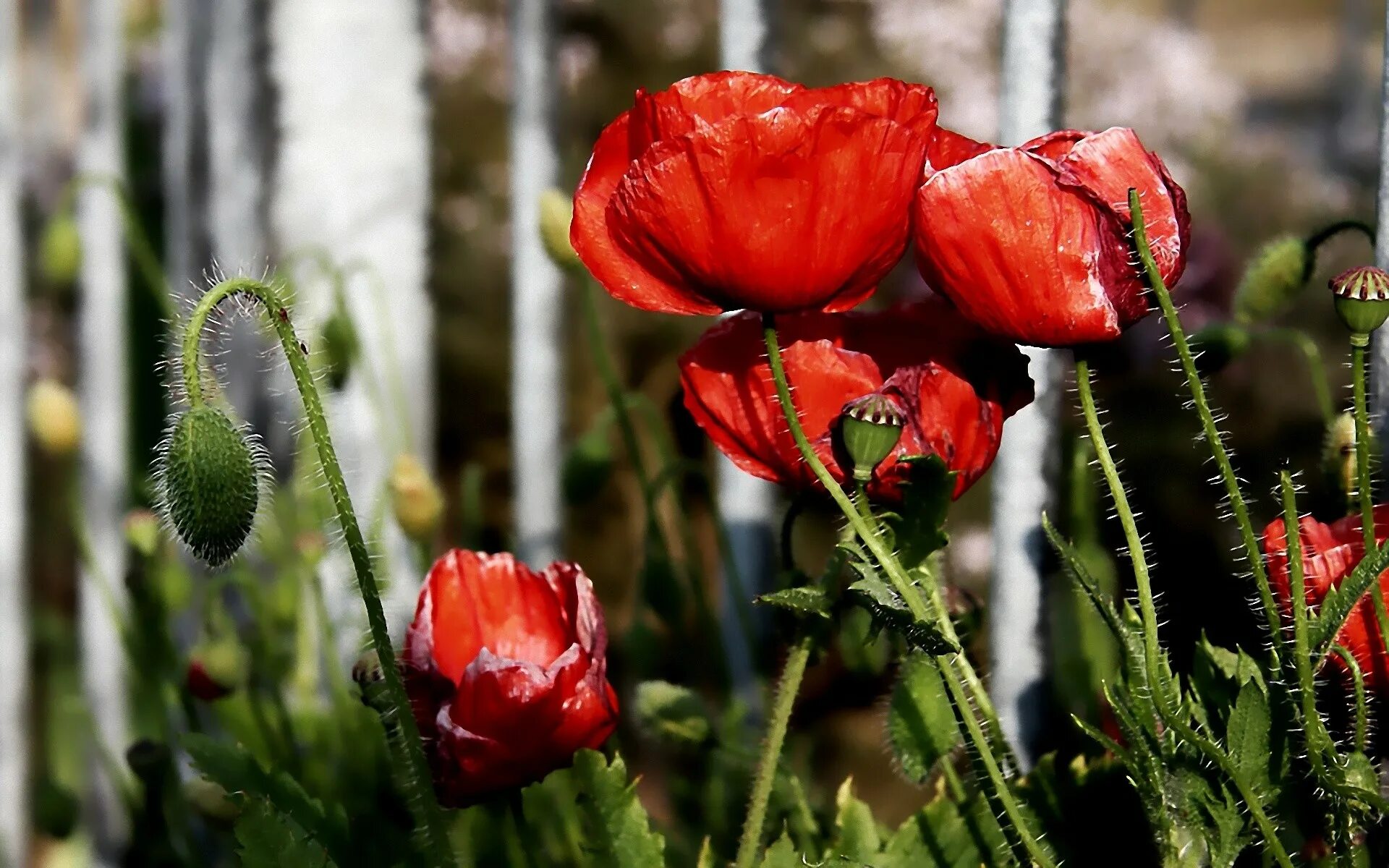 Мак Papaver Cardinal. Мак двулетний. Мак Resilio. Мак Гарден Глори.