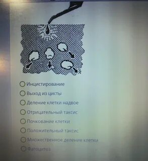 Парадный выход из клетки читать