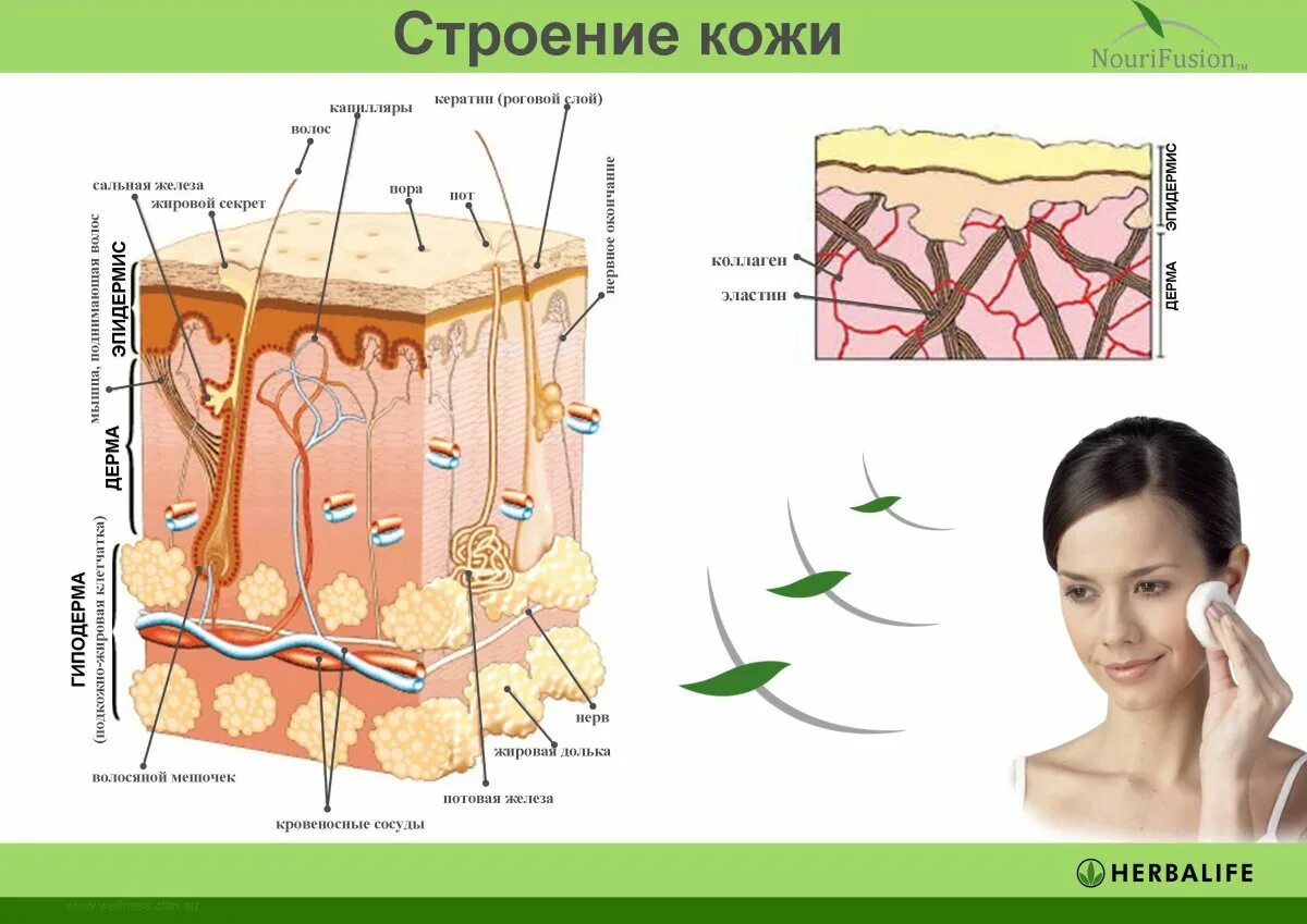 Установите последовательность слоев кожи начиная с верхнего. Строение эпидермы кожи. эпидерма дерма гиподерма. строение кожи эпидермис дерма гиподерма. слои кожи схема.