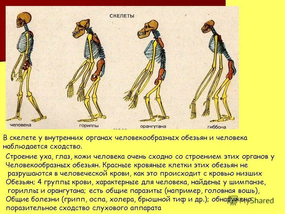 Шимпанзе и человек сходство. Сравнительная анатомия человека и шимпанзе. Строение человека и человекообразных обезьян. Строение человекообразных обезьян. Строение человекообразных обезьян.