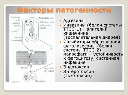 Факторы патогенности сальмонелл