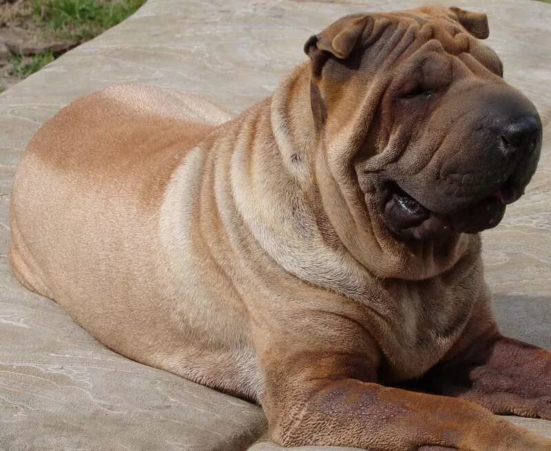 порода шарпей. чепрачный шарпей. американский шарпей. сколько живут шарпеи. собака шарпей.