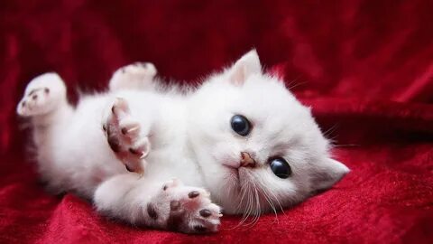 Baby cats wallpaper 13, A kitten or kitty is a juvenile domesticated cat. 
