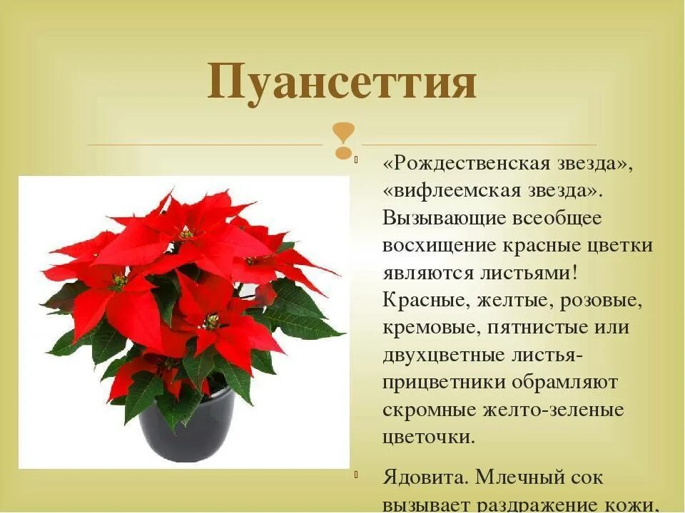 Пуансеттия фото комнатный цветок уход в домашних Рождественская звезда пуансеттия