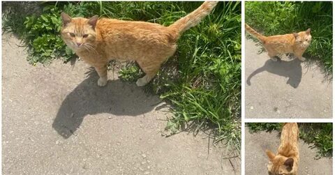 Ищут кота