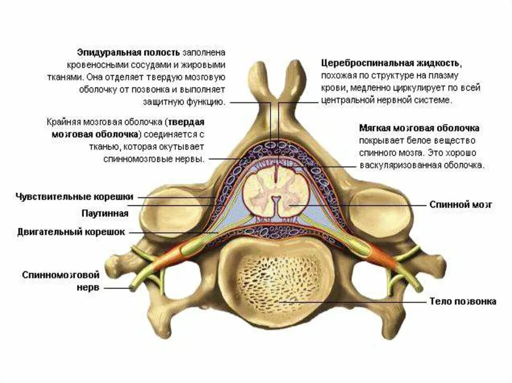 Спинной мозг строение спинномозговой нерв. Строение спинного мозга в позвоночном канале. Строение спинного позвонка. Строение функций спинного мозга в позвоночном канале.