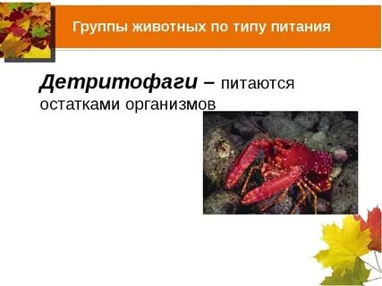 Плотоядное животное 4 детритофаг