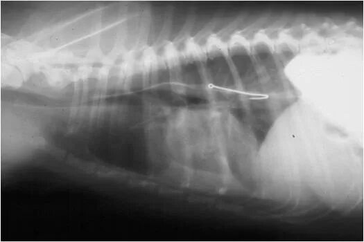 Инородное тело в пищеводе у собаки рентген. Инородное тело пищевода рентген. Кость в пищеводе собаки рентген. Инородный предмет в пищеводе у собаки рентген.