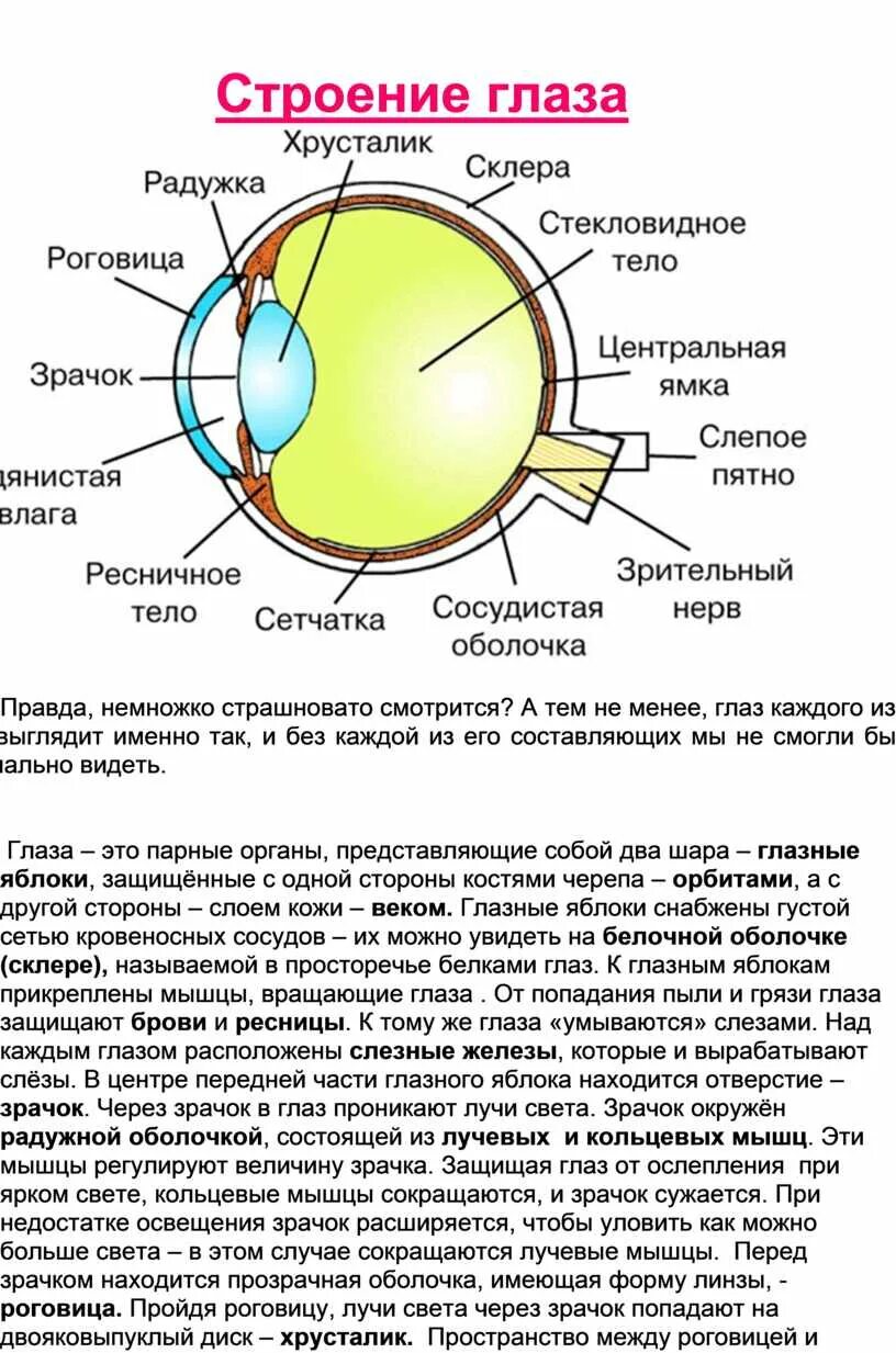 Анатомическое строение глаза. Структура строения глаза. Строение глаза с описанием. Строение глаза вид сбоку.