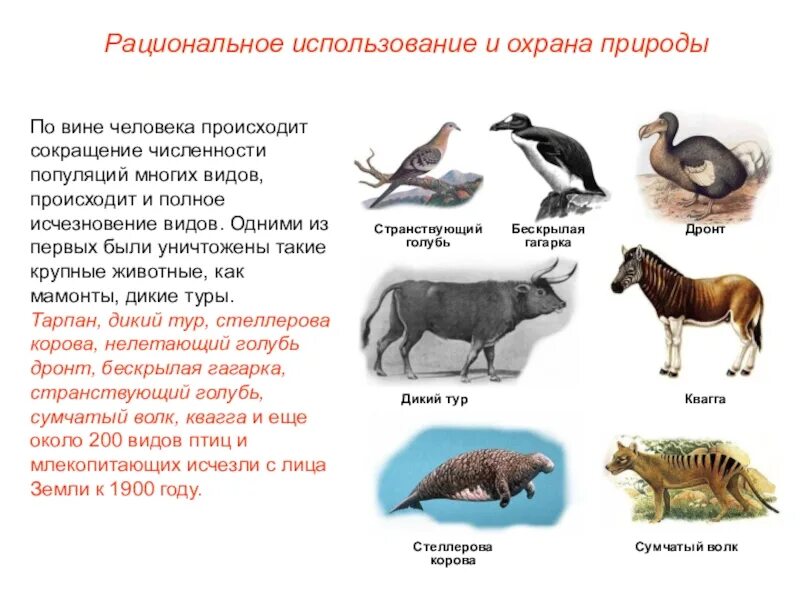 Исчезнувшие виды животных по вине человека. Животные исчезнувшие по вине человека. Какие животные исчезли по вине человека. Исчезновение видов по вине человека. Исчезновение животных по вине человека.