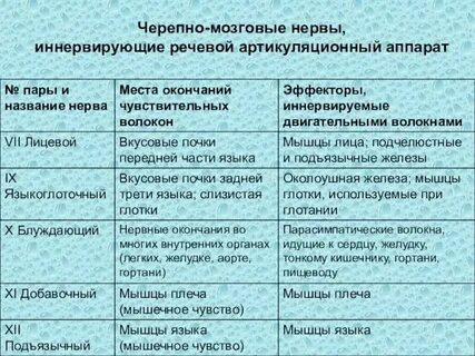 Черепные нервы иннервация