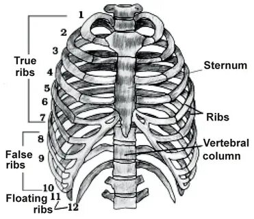 Ribs 1 5