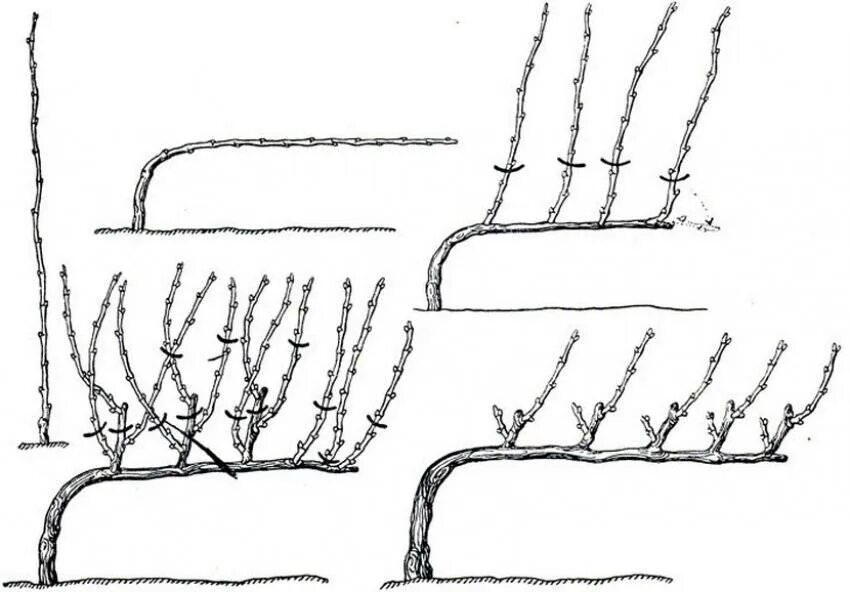 Правильно обрезать виноград весной для начинающих схема. Схемы формировки куста винограда. Веерная формировка виноградного куста схема. Кордонная формировка винограда. Штамбовая формировка винограда схема.