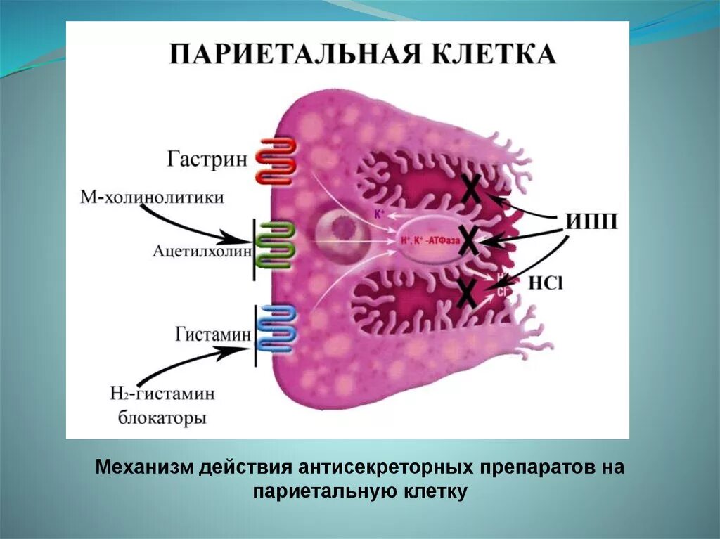 Ингибиторы протонной помпы механизм действия. Омепразол механизм действия. Ингибиторы протонной помпы механизм. Ингибиторы протонного насоса механизм действия. Протонная помпа в желудке механизм.