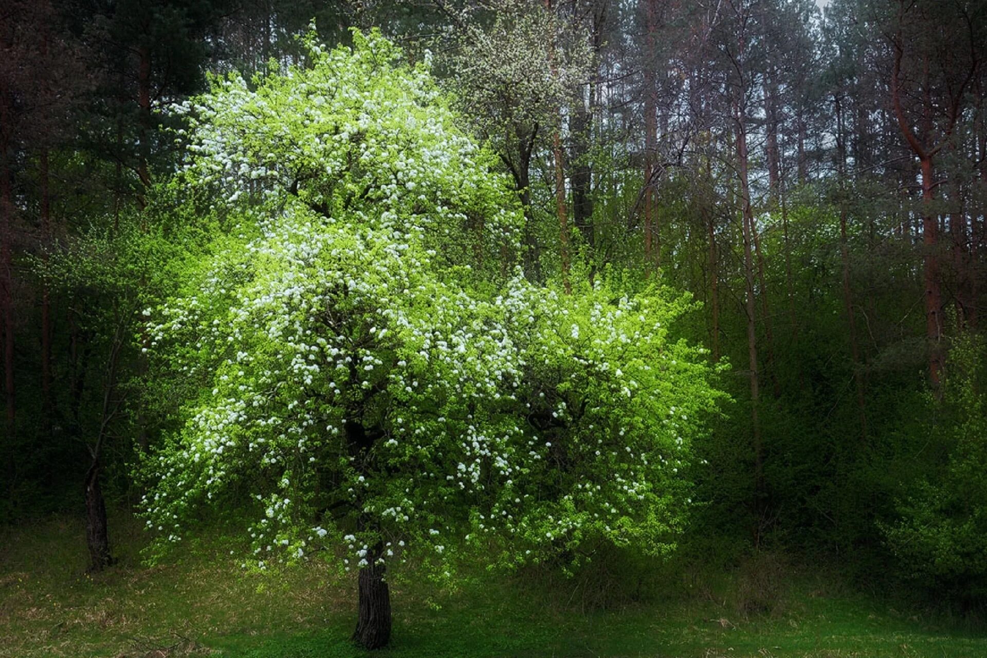 Боярышник лесной. Сирень белая кустарник. Геоксильные кустарники. Кустик в лесу. Лесные кустарниковые цветы.