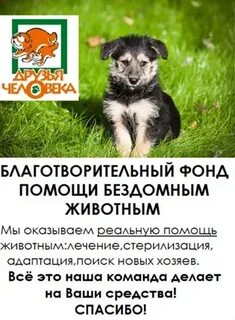 Фонд друзья